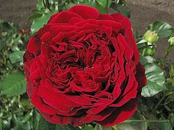 Роза английская кустовая Тесс 6л